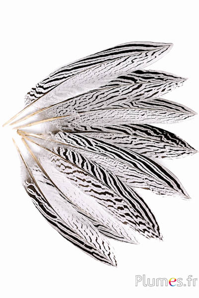 Silberfasan - 25-28 cm - weiß-schwarz-natur